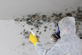 Trusted Maine, WI Mold Removal & Remediation Experts